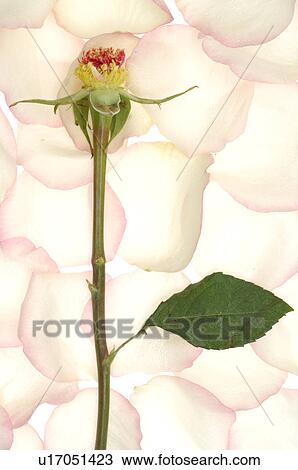 Stock Image - Pulled rose with petals. Fotosearch