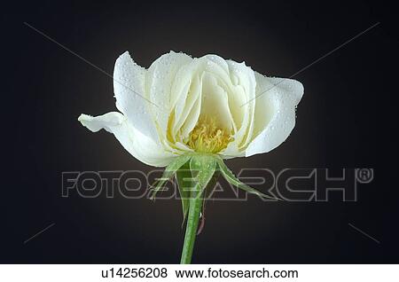 Stock Photo - Pulled white rose. Fotosearch