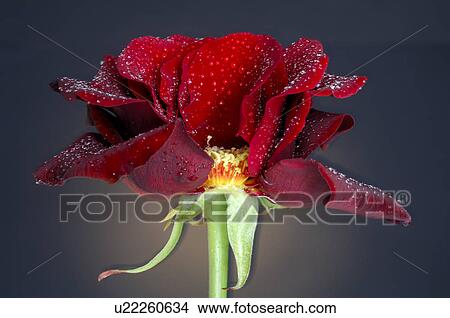 Picture - Red rose blossom, close up. Fotosearch