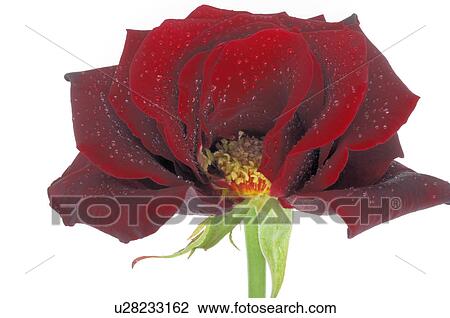 Stock Image - Red rose blossom, close up. Fotosearch