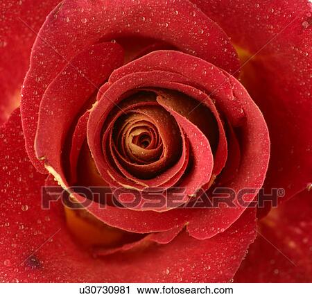 Stock Image - Red rose blossom, close up. Fotosearch