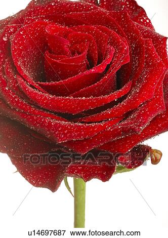 Red rose blossom, close up View Large Photo Image Stock Photo - Red rose blossom, close up. Fotosearch