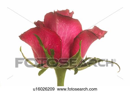 Red rose blossom, close up View Large Photo Image Stock Photo - Red rose blossom, close up. Fotosearch