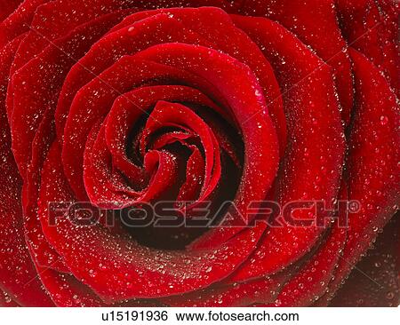 Stock Photograph - Red rose blossom, close up. Fotosearch