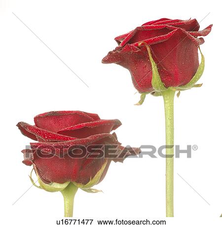 Red rose blossoms View Large Photo Image Stock Photo - Red rose blossoms. Fotosearch