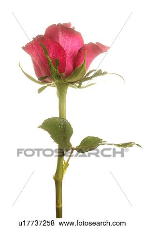 Red rose View Large Photo Image Stock Photo - Red rose. Fotosearch