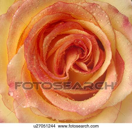 Picture - Rose blossom, close up. Fotosearch