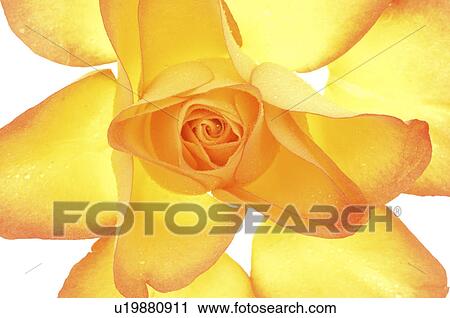 Stock Image - Rose blossom, close up. Fotosearch