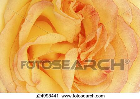 Stock Image - Rose blossom, close up. Fotosearch