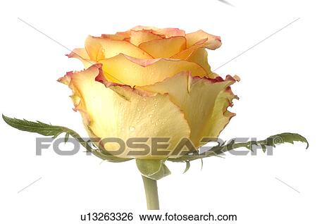 Rose blossom, close up View Large Photo Image Stock Photograph - Rose blossom, close up. Fotosearch