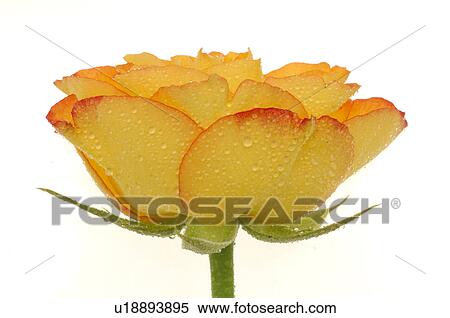 Stock Photography - Rose blossom, close up. Fotosearch