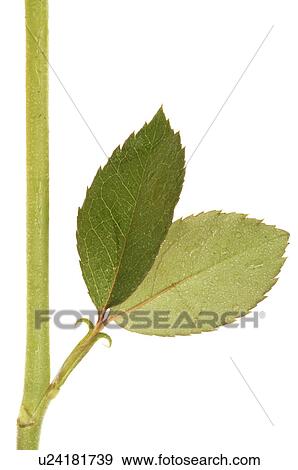 Rose leave View Large Photo Image Stock Photo - Rose leave. Fotosearch