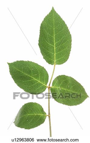Stock Photograph - Rose leaves. Fotosearch
