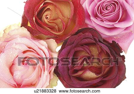 Stock Photo - Rose mixed, close up. Fotosearch