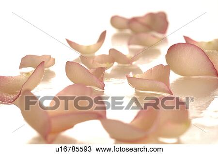 Rose petals View Large Photo Image Stock Image - Rose petals. Fotosearch
