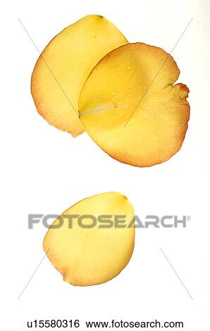 Rose petals View Large Photo Image Stock Photograph - Rose petals. Fotosearch