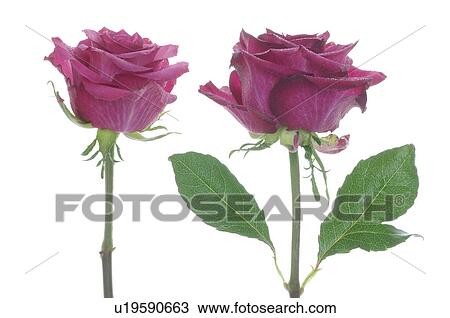 Stock Image - Two lilac roses. Fotosearch