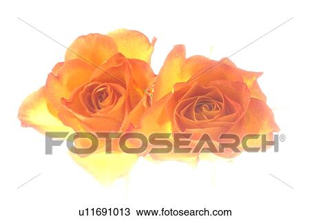 Stock Image - Two orande rose blossoms, close up. Fotosearch