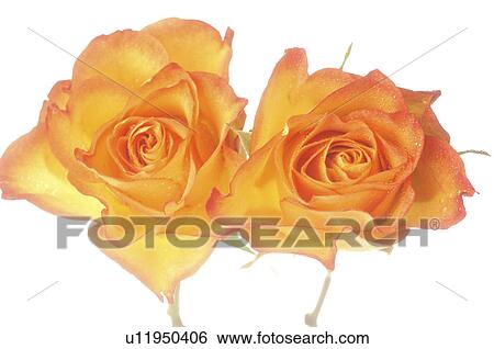 Stock Photograph - Two orange rose blossoms, close up. Fotosearch