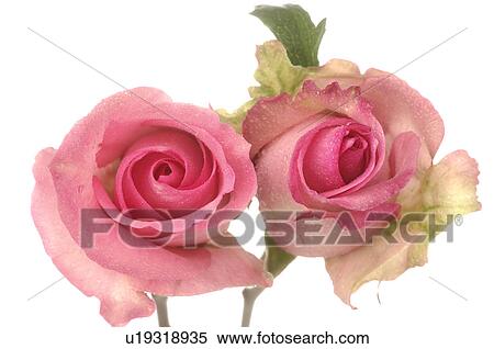 Two pink roses blossoms, close up View Large Photo Image Stock Photography - Two pink roses blossoms, close up. Fotosearch