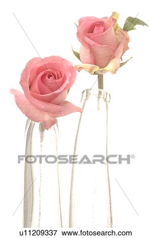 Two pink roses in glas vases View Large Photo Image Stock Photo - Two pink roses in glas vases. Fotosearch