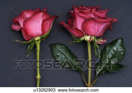 Stock Image - Two pink roses. Fotosearch