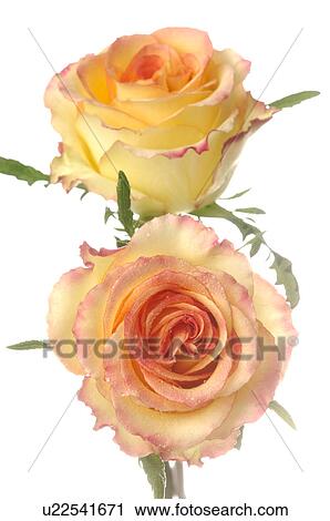 Stock Image - Two rose blossoms, close up. Fotosearch