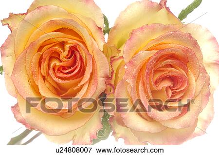 Stock Photo - Two rose blossoms, close up. Fotosearch