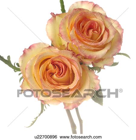 Stock Photograph - Two rose blossoms, close up. Fotosearch