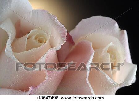 Two white roses blossoms, close up View Large Photo Image Stock Photograph - Two white roses blossoms, close up. Fotosearch