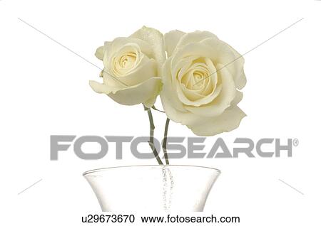 Stock Image - Two white roses in a glas vase. Fotosearch