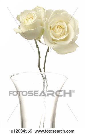 Two white roses in a glas vase View Large Photo Image Stock Photo - Two white roses in a glas vase. Fotosearch