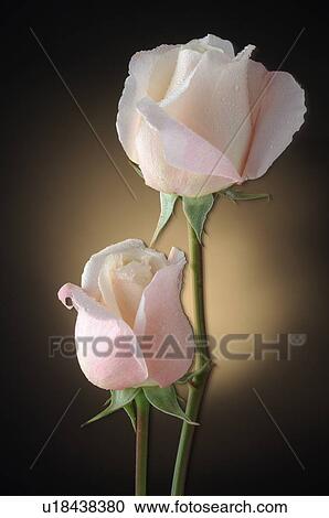 Two white roses View Large Photo Image Stock Image - Two white roses. Fotosearch