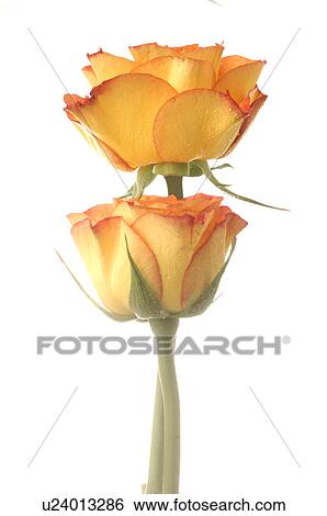 Stock Photograph - Two yellow an red roses. Fotosearch