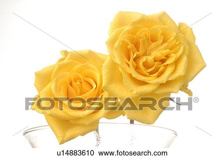 Two yellow rose blossom View Large Photo Image Stock Image - Two yellow rose blossom. Fotosearch