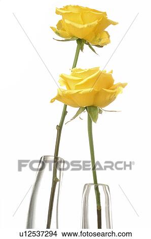 Two yellow roses in glas vases View Large Photo Image Picture - Two yellow roses in glas vases. Fotosearch