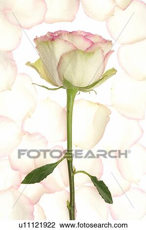 Stock Image - White and pink rose. Fotosearch
