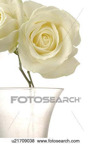 White rose in glas vase View Large Photo Image Stock Photo - White rose in glas vase. Fotosearch