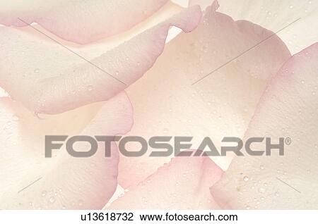 Stock Image - White rose petals, close up. Fotosearch