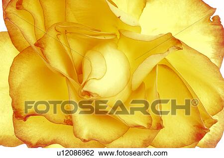 Yellow and red rose blossom, close up View Large Photo Image Stock Image - Yellow and red rose blossom, close up. Fotosearch