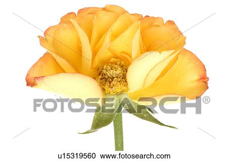 Stock Image - Yellow and red rose blossom, close up. Fotosearch