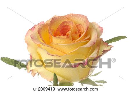 Stock Photo - Yellow and red rose blossom, close up. Fotosearch