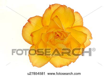Stock Image - Yellow and red rose blossom. Fotosearch