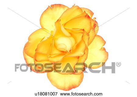 Stock Photo - Yellow and red rose blossom. Fotosearch