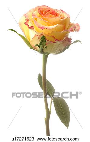 Yellow and red rose View Large Photo Image Stock Image - Yellow and red rose. Fotosearch