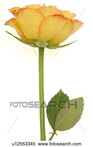 Yellow and red rose View Large Photo Image Stock Photography - Yellow and red rose. Fotosearch
