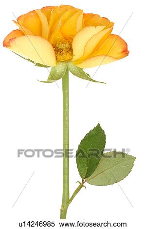Yellow and red rose View Large Photo Image Stock Photography - Yellow and red rose. Fotosearch