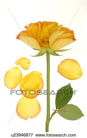 Yellow and red rose with petals View Large Photo Image Stock Photo - Yellow and red rose with petals. Fotosearch