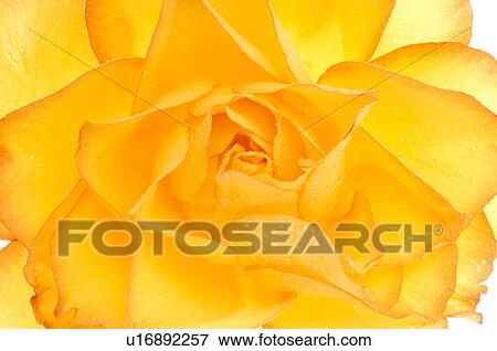 Yellow rose blossom, close up View Large Photo Image Stock Photo - Yellow rose blossom, close up. Fotosearch