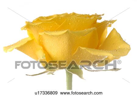 Stock Photo - Yellow rose blossom. Fotosearch